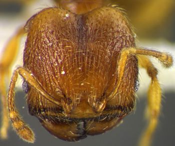 Media type: image;   Entomology 34341 Aspect: head frontal view